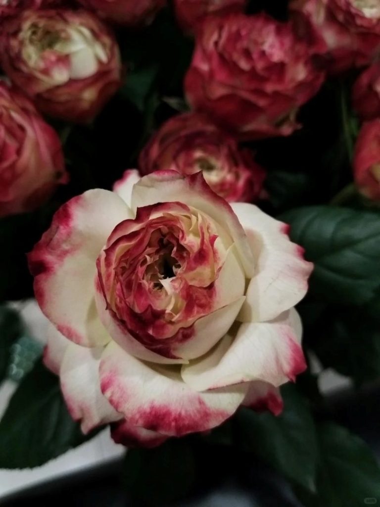 深港送花:买家秀与卖家秀的真实对比!苹果杰克玫瑰保鲜秘诀