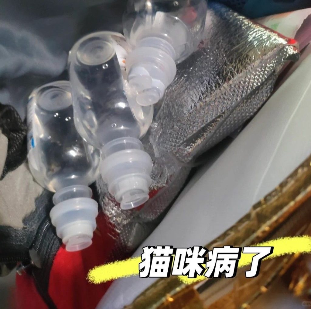 深圳车公庙直送香港天水围：一场为救助猫咪的深夜竞速